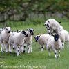 Lamb Leapfrog  Limited Print of 5 Mount Sizes 20x16 16x12 A4