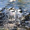 Lambs on the Rocks   Limited Print of 5 Mount Sizes 20x16 16x12 A4