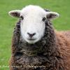 Love Ewe   Limited Print of 10  Mount Sizes A4 16x12 20x16 12x10