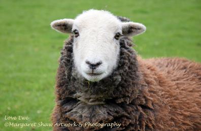 herdy lamb