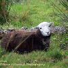 Nice to see Ewe	Linited Print of 10.  Mount Sizes 16x12 20x16