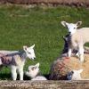 Nice to see the back of Ewe  Limited Print of 5 Mount Sizes 20x16 16x12 A4