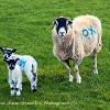 Ox?   Limited Print of 5 Mount Sizes 20x16 16x12 A4