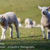Running to Ewe  Limited Print of 5 Mount Sizes 20x16 16x12 A4