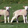 T is for Twin   Limited Print of 5 Mount Sizes 20x16 16x12 A4