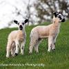 Two Cute  Limited Print of 5 Mount Sizes 20x16 16x12 A4