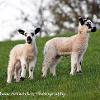 Two Cute	Linited Print of 5.  Mount Sizes 16x12 20x16