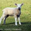 Young Tup   Limited Print of 5 Mount Sizes 20x16 16x12 A4