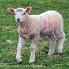 After Ewe  Limited Print of 5 Mount Sizes 20x16 16x12 A4