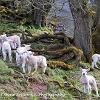 By the River	Linited Print of 5.  Mount Sizes 16x12 20x16