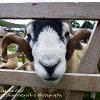 Can Ewe get me Out? Limited Print of 10  Mount Sizes 20x16 16x12 12x10 10x8