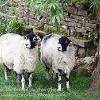 Do Ewe Think We Should Be Over There?	limited Print of 5  Mount Sizes 16x12 20x16