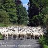 Ewe following Us?  Limited Print of 5 Mount Sizes 20x16 16x12 A4