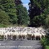 Ewe following Us?	Linited Print of 5  Mount Sizes 16x12 20x16