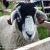 Ewe Taking My Picture  Limited Print of 5  Mount Sizes 10x8 12x10 16x12 20x16