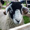 Ewe Taking My Picture 	limited Print of 5  Mount Sizes 16x12 20x16