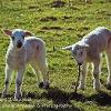 Ewe throw it I'll chase it  Limited Print of 5 Mount Sizes 20x16 16x12 A4