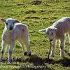 Ewe throw it I'll chase it	Linited Print of 5.  Mount Sizes 16x12 20x16