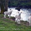 Got your Attention  Limited Print of 5 Mount Sizes 20x16 16x12 A4