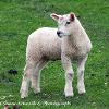 Lamb Profile  Limited Print of 5 Mount Sizes 20x16 16x12 A4