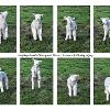Leaping Lamb  Limited Print of 10   Mount Sizes 16x12 20x16