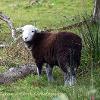 Leaving Ewe   Limited Print of 10  Mount Sizes 20x16  16x12  A4
