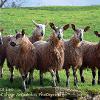 Listening to Ewe   Limited Print of 5 Mount Sizes 20x16 16x12 A4