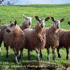 Listening to Ewe	limited Print of 5  Mount Sizes 16x12 20x16