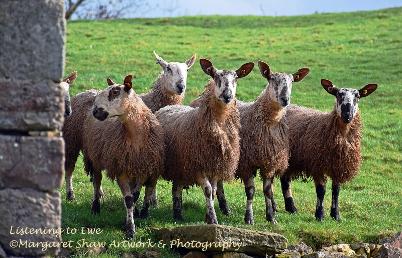 sheep