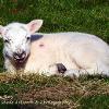 Lying in the Hay  Limited Print of 5 Mount Sizes 20x16 16x12 A4