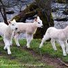 Ready Steady  Limited Print of 5 Mount Sizes 20x16 16x12 A4