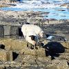 Sheep on the Rocks   Limited Print of 5   Mount Sizes 10x8 12x10 16x12 20x16