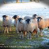 Strike a Pose  Limited Print of 5 Mount Sizes 20x16 16x12 A4