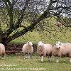 We’re Watching Ewe  Limited Print of 5 Mount Sizes 20x16 16x12 A4