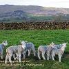 What are ewe youngsters up to?	Linited Print of 5.  Mount Sizes 16x12 20x16