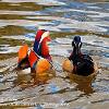 Colourful Ducks	Limited Print of 10   Mount Sizes 16x12 20x16