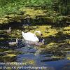 Sizergh Swan and Signets 1  Limited print of 5 Mount Sizes A4 16x12 20x16