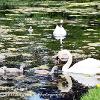 Sizergh Swan  Family 1  Limited print of 5 Mount Sizes A4 16x12 20x16