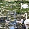 Sizergh Swan  Family 2  Limited print of 5 Mount Sizes A4 16x12 20x16