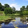 Swans on Sizergh LakeLimited print of 5 Mount Sizes A4 16x12 20x16