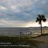 Port Charlotte Palm	Limited Print of 5  Mount Sizes 20x16 16x12