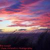 Grasses in the Sunset 	Limited Print of 5  Mount Sizes 20x16 16x12