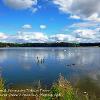 Ducks & Swans on Talkin Tarn  Limited Print of 5  Mount Sizes 20x16 16x12 12x10 10x8