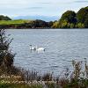 Swans on Talkin Tarn   Limited Print of 5 Mount Size A4 20x16 16x12
