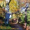 Autumn Path by the Lake ( Ullswater )   Limited Print of 5 Mount Sizes A4 16x12 20x16
