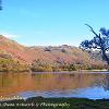 Split Tree Glenridding  Limited Print of 5  Mount Sizes 20x16 16x12 A4