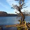 Sunlit Single Tree  Limited Print of 5  Mount Sizes a4 20x16 16x12