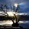 Landscape Tree in Silhouette  Limited Print of 5  Mount Sizes a4 20x16 16x12