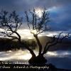 Landscape Tree in Silhouette  Limited Print of 5  Mount Sizes a4 20x16 16x12