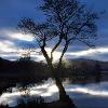 Portrait Tree in Silhouette  Limited Print of 5  Mount Sizes a4 20x16 16x12